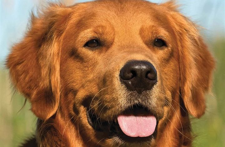Just Goldens Calendar 2026