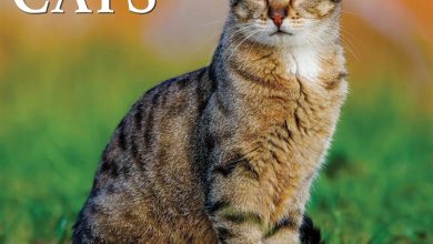 Just Tabby Cats Calendar 2026
