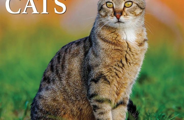 Just Tabby Cats Calendar 2026