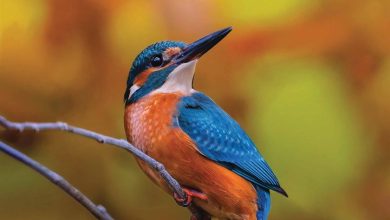 Kingfishers Calendar 2026