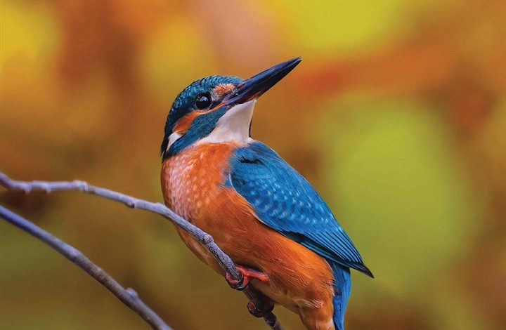 Kingfishers Calendar 2026