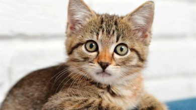 Kittens Calendar 2026