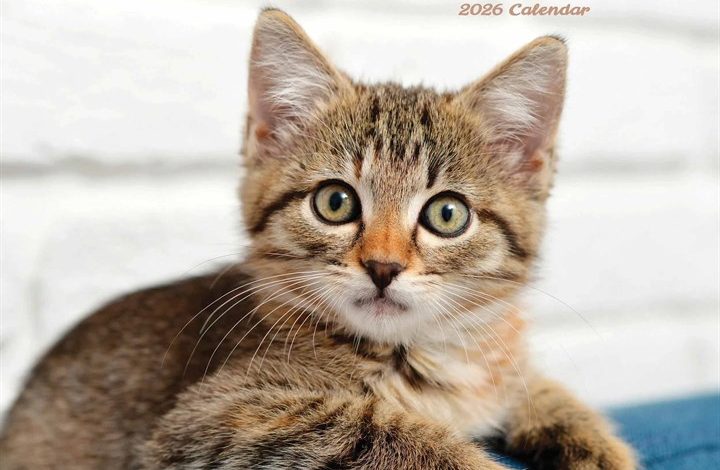 Kittens Calendar 2026