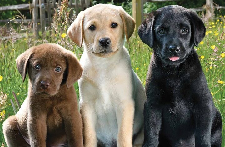 Lab Puppies Calendar 2026