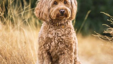 Labradoodle Calendar 2026