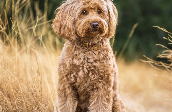 Labradoodle Calendar 2026