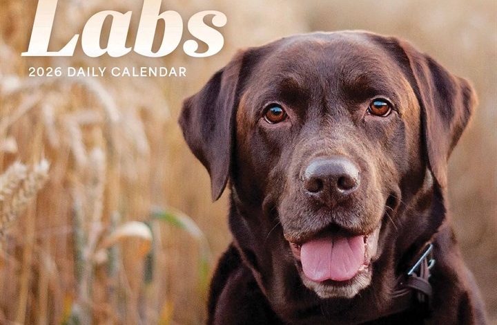 Labrador Retrievers Desk Calendar 2026