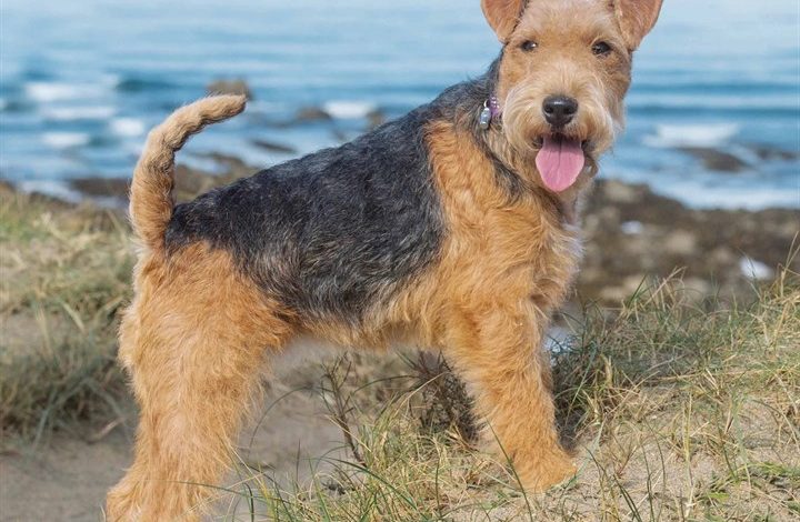 Lakeland Terrier Calendar 2026