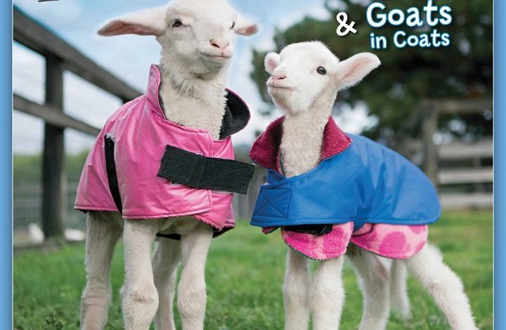 Lambies In Jammies Mini Calendar 2026