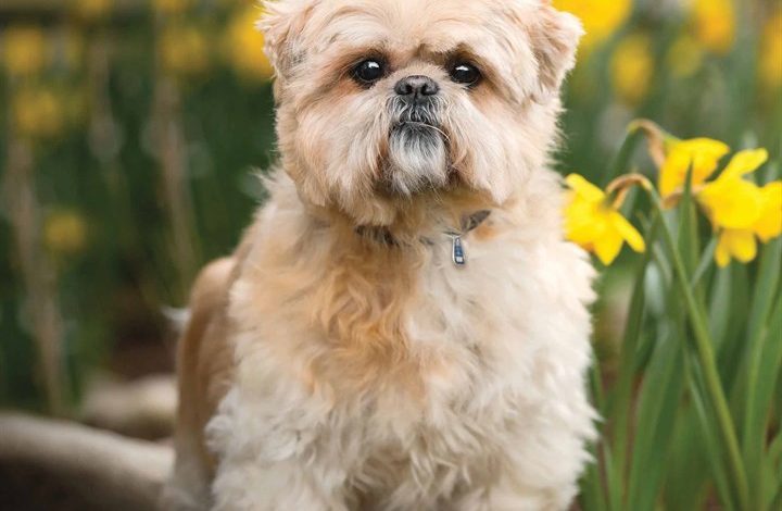Lhasa Apso Calendar 2026