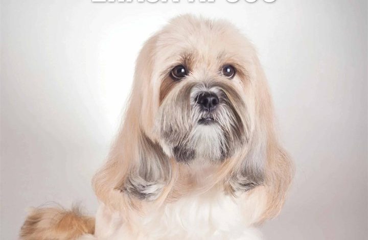 Lhasa Apsos Calendar 2026