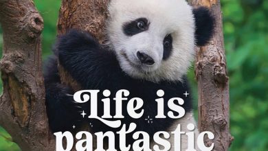 Life is Pandastic Calendar 2026