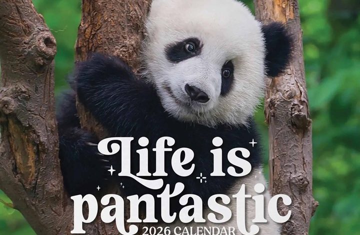 Life is Pandastic Mini Calendar 2026