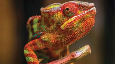 Lizards Calendar 2026