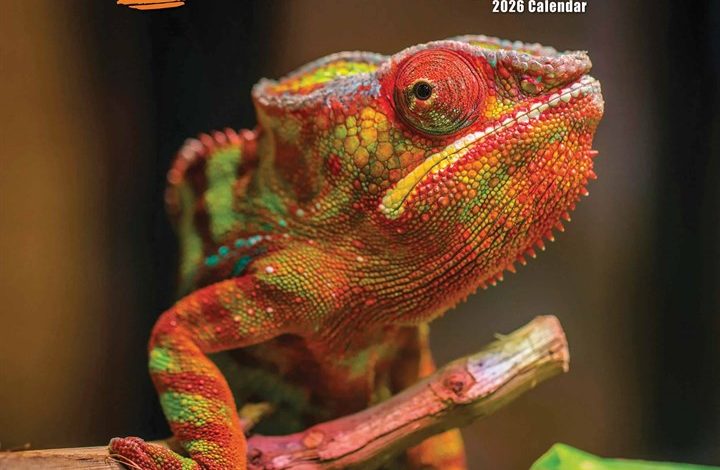 Lizards Calendar 2026