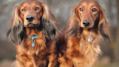 Long Haired Dachshund Calendar 2026