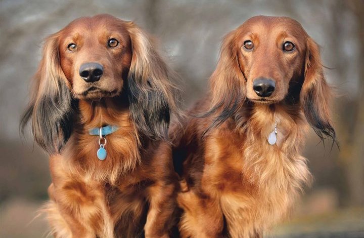 Long Haired Dachshund Calendar 2026