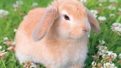 Lop-Eared Rabbits Calendar 2026