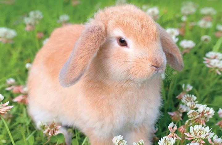 Lop-Eared Rabbits Calendar 2026