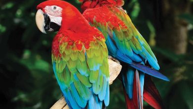 Macaws Calendar 2026