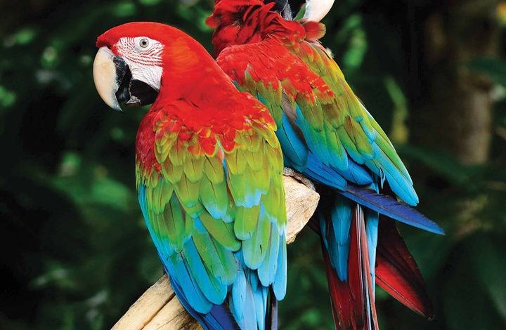 Macaws Calendar 2026