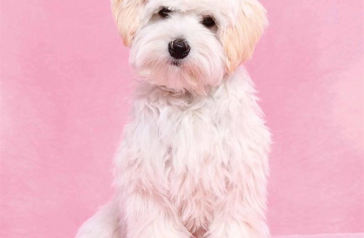 Maltipoo Calendar 2026