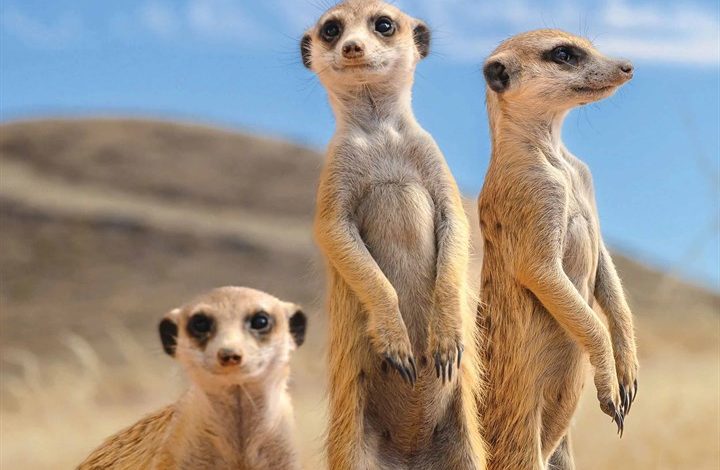 Meerkats Calendar 2026