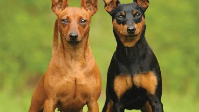 Miniature Pinscher Calendar 2026