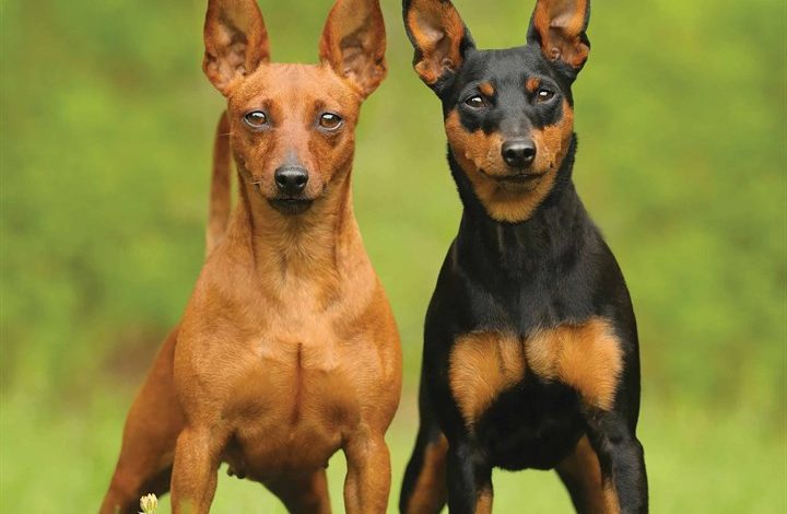 Miniature Pinscher Calendar 2026