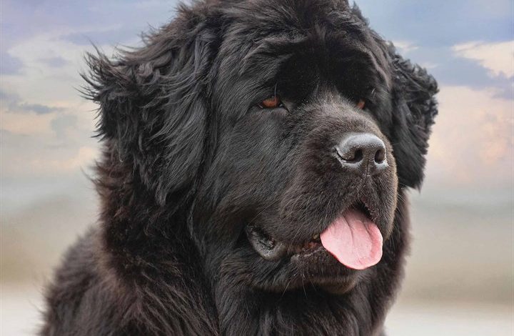 Newfoundland Calendar 2026