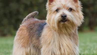 Norwich & Norfolk Terrier Calendar 2026