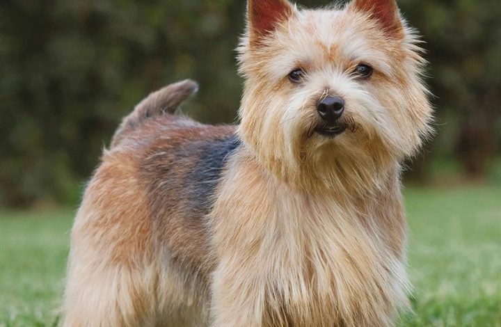 Norwich & Norfolk Terrier Calendar 2026