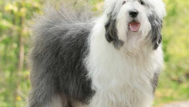 Old English Sheepdog Calendar 2026