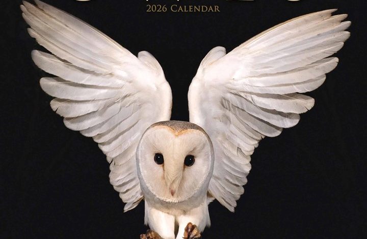 Owls Calendar 2026