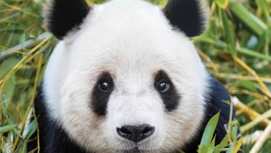 Pandas Calendar 2026