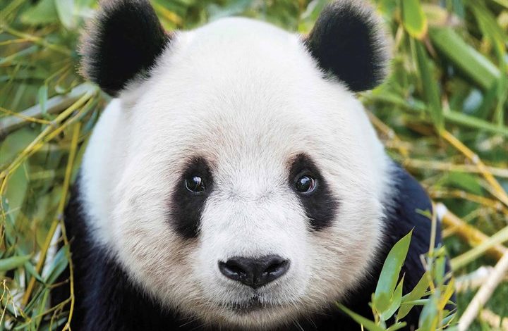 Pandas Calendar 2026