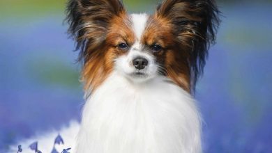 Papillon Calendar 2026