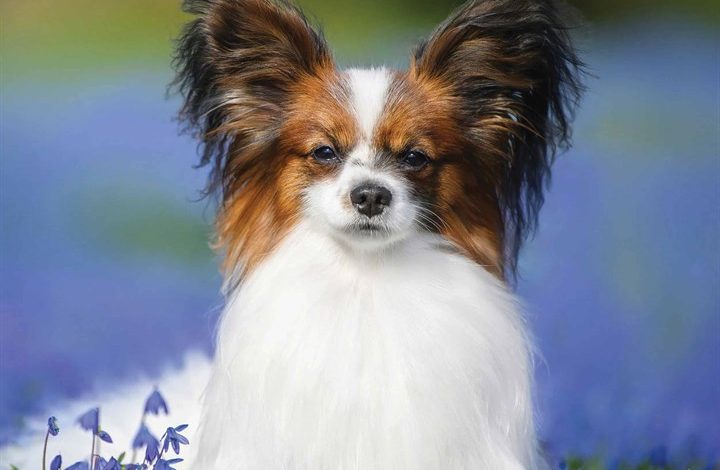 Papillon Calendar 2026