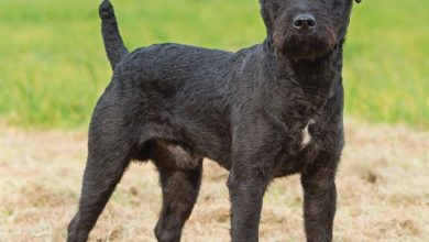 Patterdale Terrier Calendar 2026
