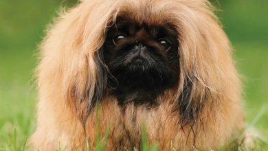 Pekingese Calendar 2026