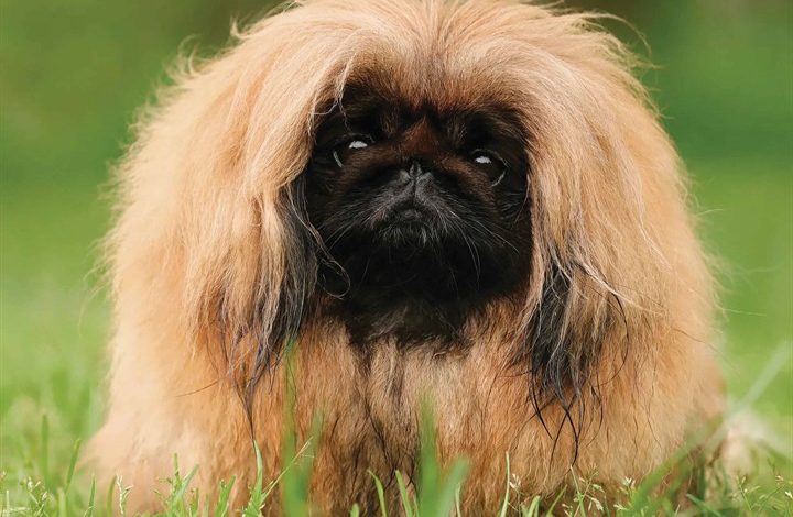 Pekingese Calendar 2026