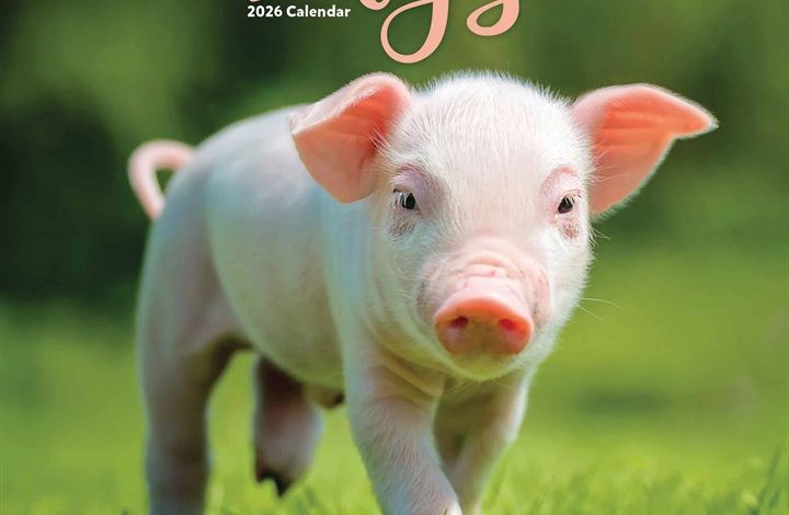 Pigs Calendar 2026