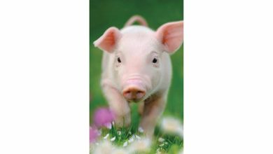 Pigs Slim Calendar 2026