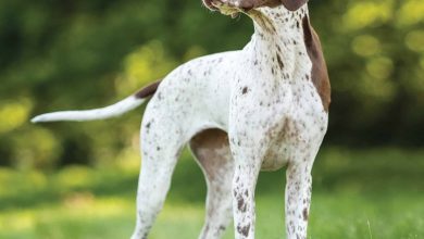 Pointer Calendar 2026