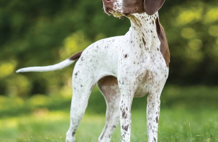 Pointer Calendar 2026