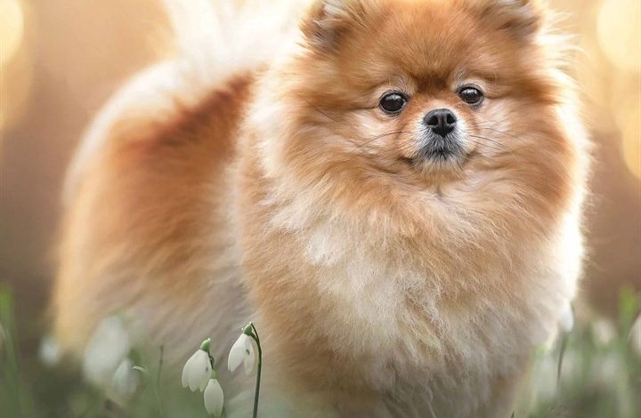 Pomeranian Calendar 2026