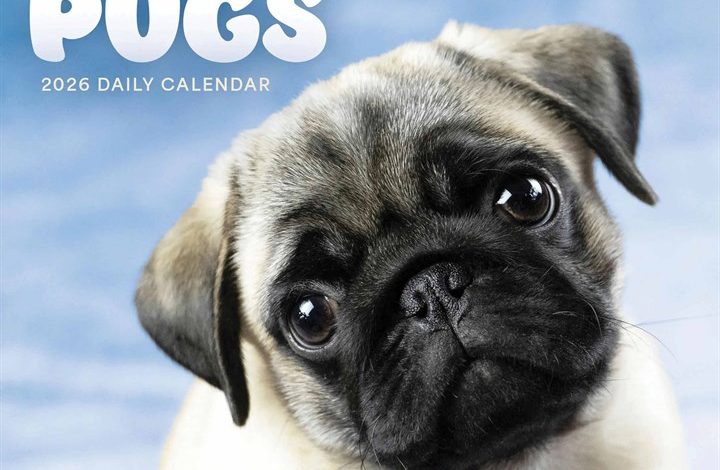 Pugs Desk Calendar 2026