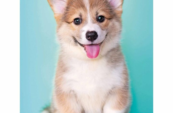 Puppies A5 Diary 2026