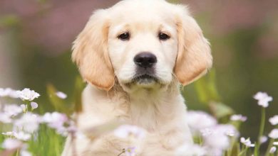 Puppies Calendar 2026