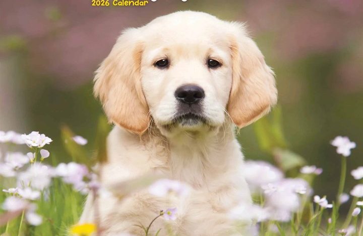 Puppies Calendar 2026
